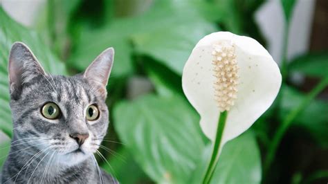 peace lily poisonous cats